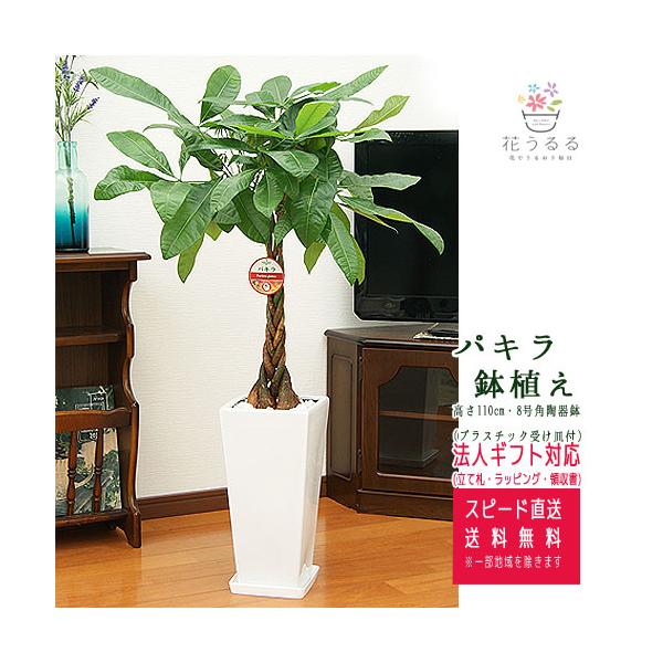 観葉植物 パキラ 7号角高陶器鉢 高さ約100cm pach07-0045 大型 開店