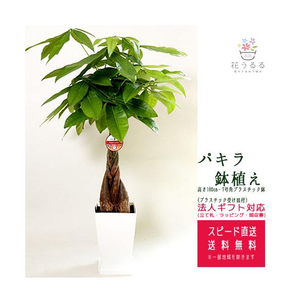 マイソルヤハズカズラ。花。観葉植物。鉢ごと無料で発送致します。 お1人様1点限り】 マイソルヤハズカズラ。花。観葉植物。鉢ごと
