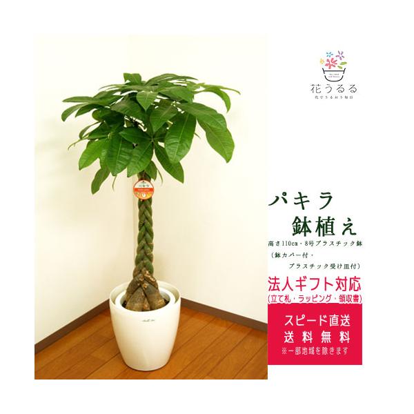 観葉植物 パキラ 8号プラスチック鉢(鉢カバー付き) 高さ約1.1m pach08