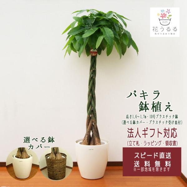 観葉植物 パキラ10号 選べる鉢カバー 2種 高さ約1.6〜1.7m