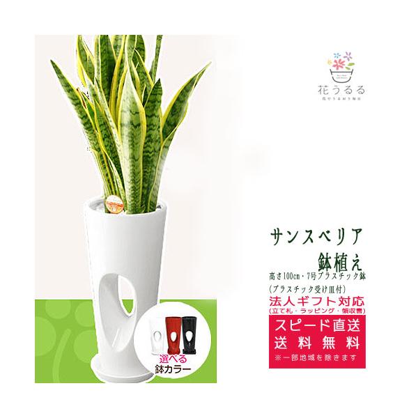 観葉植物 サンスベリア7号穴高陶器鉢 高さ約100cm サンセベリア