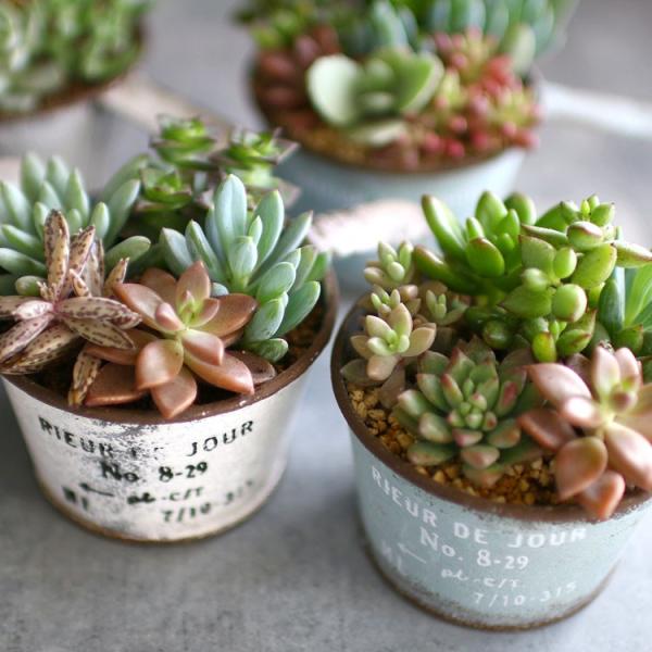 割引クーポン対象品 多肉 多肉植物 鉢 定価から3０ オフ Www Yourazlawyer Com