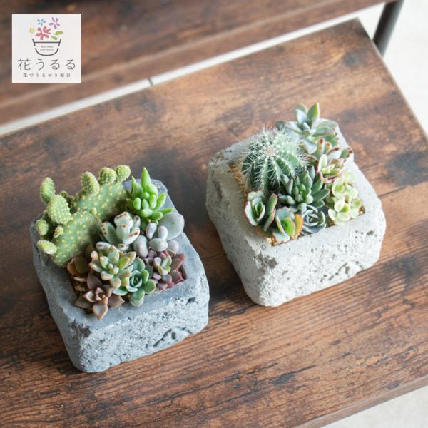 flower ＼現品限り／多肉植物 サボテン 寄せ植えセット『K』数量限定