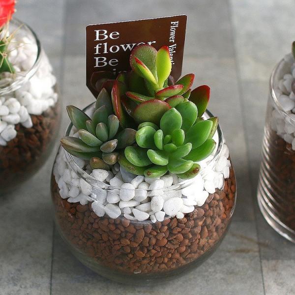 多肉植物 or サボテン 寄せ植え ガラスポット(ボール型・ドラム