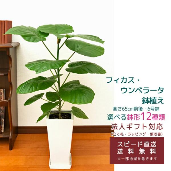観葉植物 フィカス・ウンベラータ 6号 選べる鉢 6種類 高さ約65cm前後
