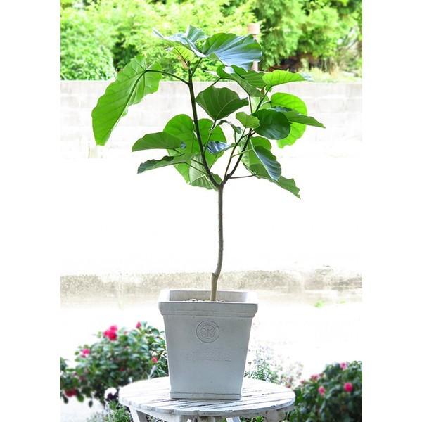 ウンベラータ 観葉植物 Kan Unbe170 花うるる ハンギング 寄せ植え通販 通販 Yahoo ショッピング