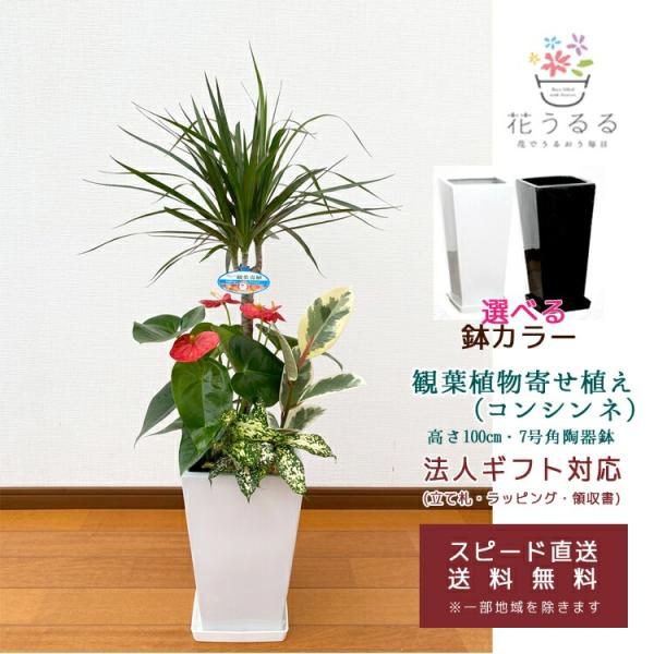 観葉植物 寄せ植え(コンシンネ)7号角陶器鉢|(白黒) 高さ約1m kan