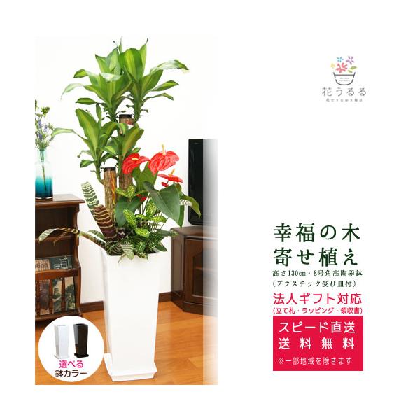 観葉植物 寄せ植え 8号の人気商品 通販 価格比較 価格 Com