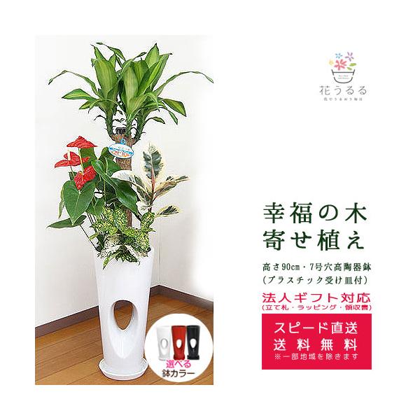観葉植物 寄せ植え(幸福の木)7号穴高陶器鉢(白赤黒) 高さ約1.1m