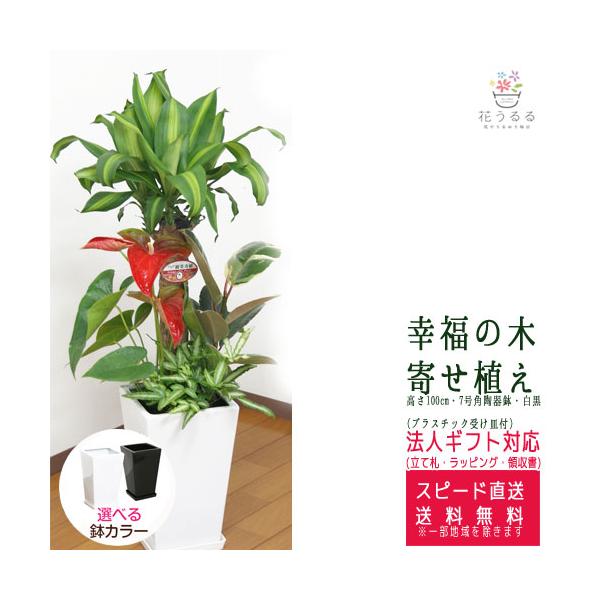 寄せ植え 鉢 おしゃれ 観葉植物の人気商品 通販 価格比較 価格 Com