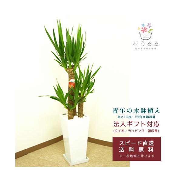 観葉植物 ユッカ(青年の木)7号角高陶器鉢(白黒)高さ約1.1m『kan-yucc07