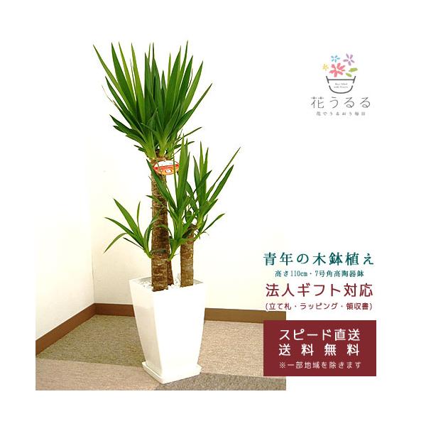 観葉植物 ユッカ(青年の木)7号角プラスチック鉢(白)高さ約1m 『kan