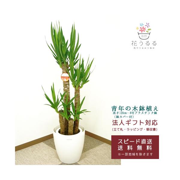 観葉植物 ユッカ(青年の木)8号プラスチック鉢(鉢カバー付)高さ約1.2m