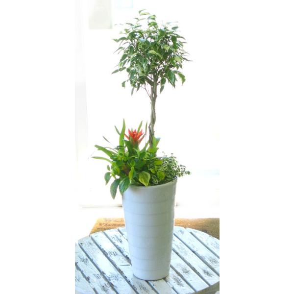 flower 観葉植物寄せ植え *斑入りベンジャミンの寄せ植え(6寸 70cm