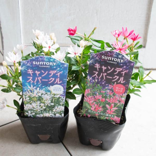 8㎝ CD　花*花　2枚セット　入手困難　希少 暑さに負けず かわいさ続く／八重咲き ニチニチソウ 『キャンディー