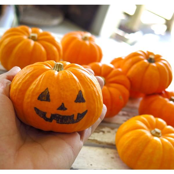 【アンナ】ハロウィンかぼちゃ　本物 楽天市場】FRPアニマルオブジェ ハロウィンかぼちゃ写真ブース