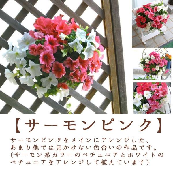 母の日21 ペチュニアのハンギングバスケット 寄せ植え レギュラーサイズ 母の日 寄せ植え プレゼント 早割 ギフト 鉢植え おしゃれ 珍しい 花 送料無料 Buyee 日本代购平台 产品购物网站大全 Buyee一站式代购 Bot Online