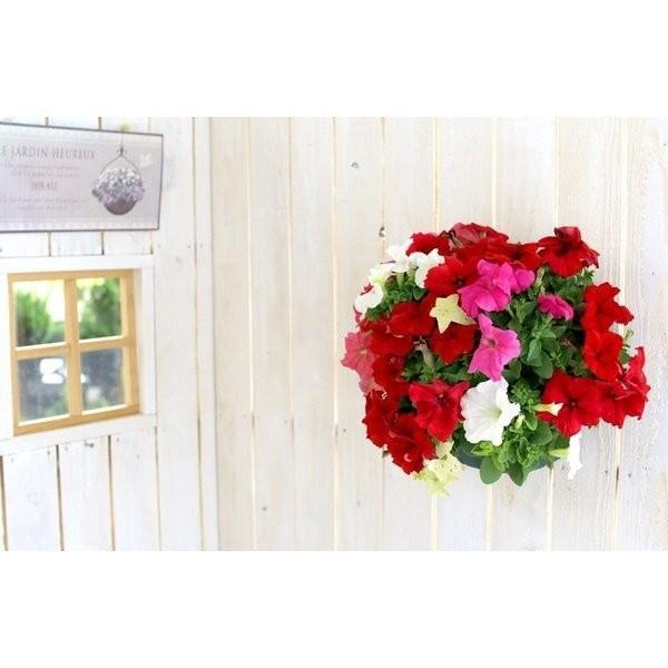 ペチュニアのハンギング寄せ植え レッド シンプル 寄せ植え セット ギフト 花 寄植え 鉢植え 壁掛け ハンギング 春 夏 通販 Buyee Buyee 日本の通販商品 オークションの代理入札 代理購入