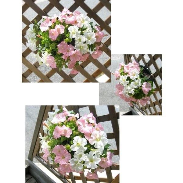 ペチュニアのハンギング寄せ植え アップルブロッサム シンプル 寄せ植え セット ギフト 花 寄植え 鉢植え 壁掛け ハンギング 春 夏 通販 Buyee Buyee Japanese Proxy Service Buy From Japan Bot Online