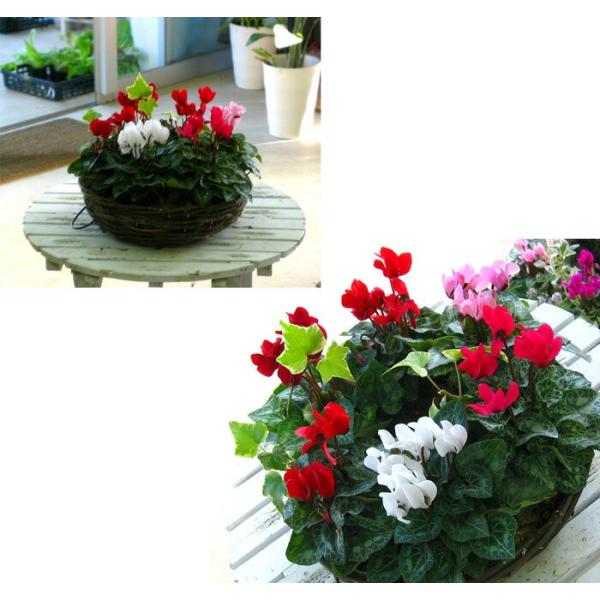 ガーデンシクラメンのハンギング リング 花うるるロングセラーの人気リース型寄せ植え 冬 春までの寄せ植え ギフト 通販 楽天寄せ植えランキング１位 Buyee Buyee Japanese Proxy Service Buy From Japan Bot Online