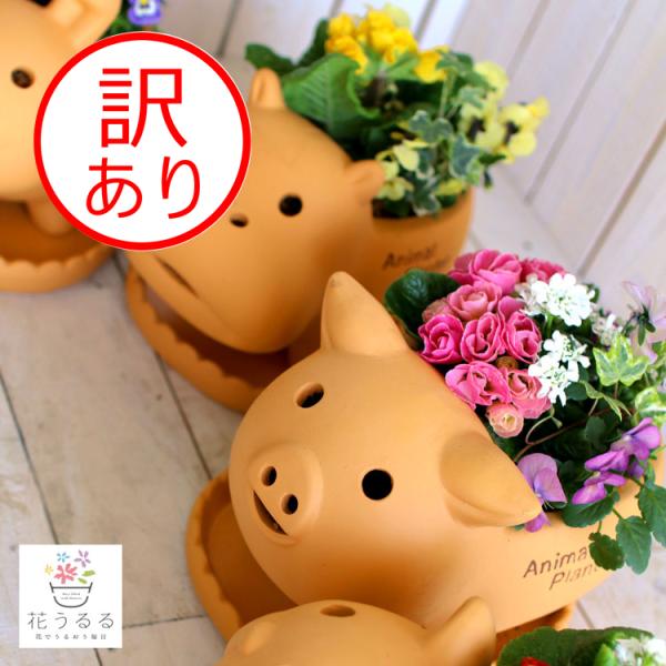 訳あり 「アニマル テラコッタ ブタ 4号サイズ 受け皿なし