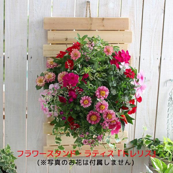 ハンギングバスケットの装飾に トレリスlx フラワースタンド ラティス フェンス 寄せ植え装飾 演出 飾り ハンギングコンテスト フラワースタンド 屋外 Siz Benisi Lx 花うるる ハンギング 寄せ植え通販 通販 Yahoo ショッピング