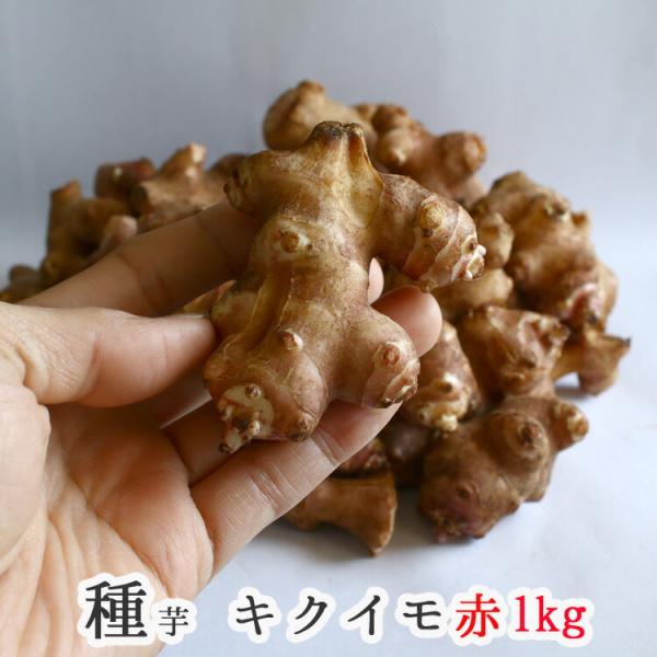 春植え 種イモ 赤 菊芋 1kg 熊本県産 イヌリン ポリフェノール 成分 種芋 種 きくいも 種いも 苗 イモ 家庭菜園 苗 春植え Tane Akakikuimo 花うるる ハンギング 寄せ植え通販 通販 Yahoo ショッピング
