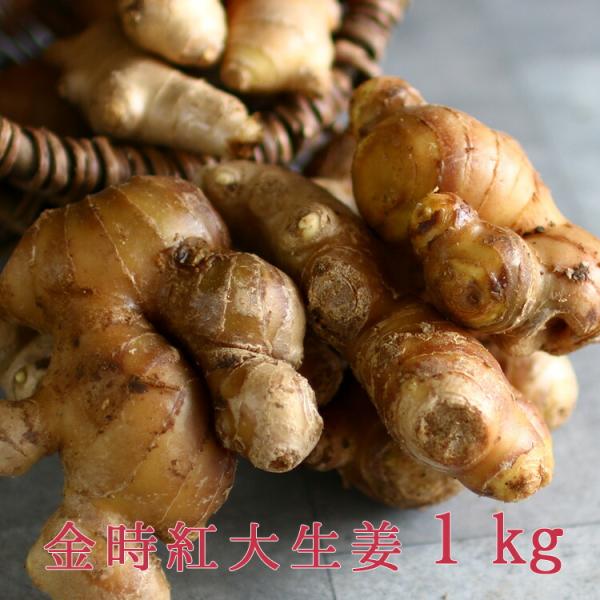 春植え 種ショウガ「 金時紅 大生姜 1kg（長崎県産）洗浄処理済」 生姜