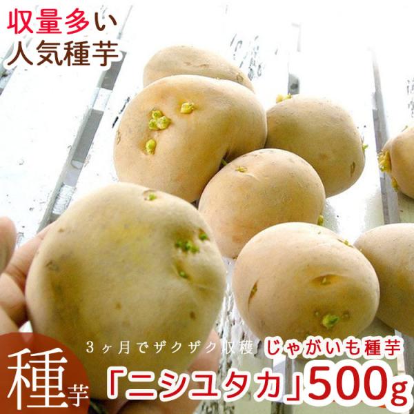 ジャガイモ お試し用 16キロ 種芋にも 希少品種 楽天市場】ワセシロ 1キロ じゃがいも 種芋 約7〜12コ 種サイズM