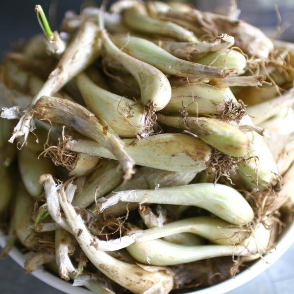 hanaururu_tane-rakkyo-1000