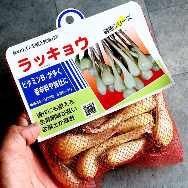 球根 らっきょうの人気商品 通販 価格比較 価格 Com