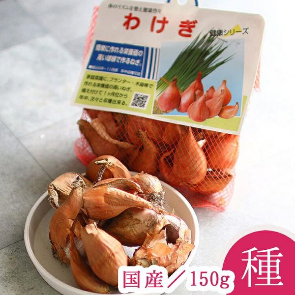 わけぎ (国産）種子 150g」何度も収穫できてコスパ抜群（分葱 球根
