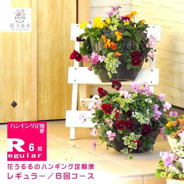 ハンギングバスケット定期便 レギュラー ６回コース 半年 1年間 サブスク 寄せ植え 春 ギフト 花 フラワー 玄関 おうち時間 プレゼント Teikibin R6 花うるる ハンギング 寄せ植え通販 通販 Yahoo ショッピング