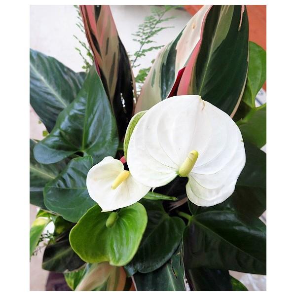 送料無料 なんと室内に飾れるnewスタイル寄せ植え 店長アレンジ ギャザリング ホワイトアンスリウムｍサイズ Yose Ansgyaza M 花 うるる ハンギング 寄せ植え通販 通販 Yahoo ショッピング