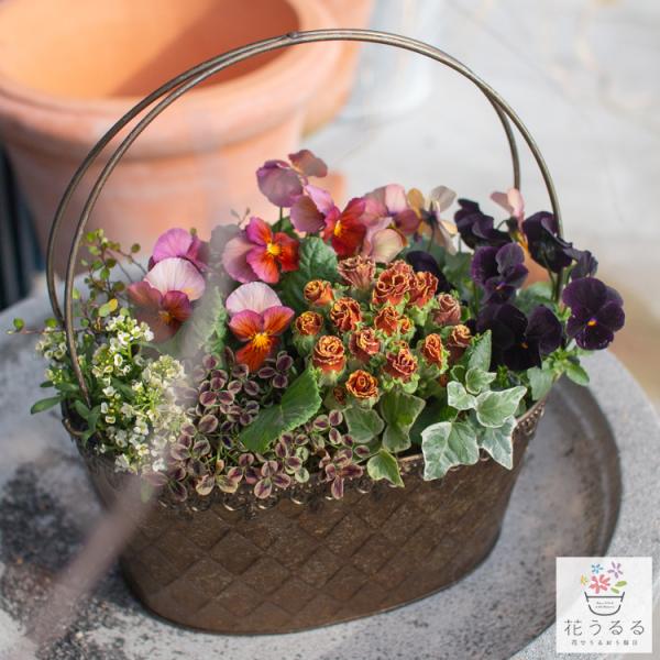 ◆管理について 【１】半日以上日が当たる場所か、明るい軒下などが最適です。直射日光が当たらない暗い場所や室内などで花数が少なくなったり、徒長し弱り、寿命が短くなります　【２】霜や雪が当たっても枯れはしませんが、咲いている花は傷みやすいです。...