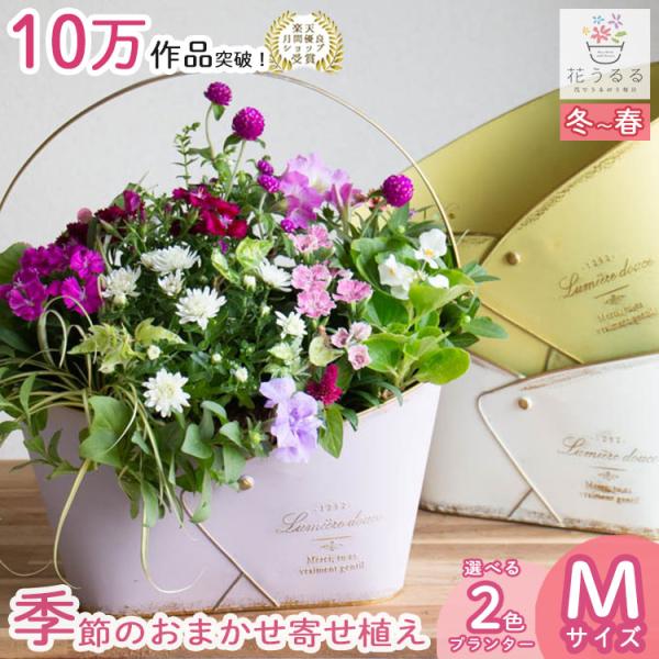 寄せ植え　はるはる様　ご注文品 hanaururu_yose-brk-ty47