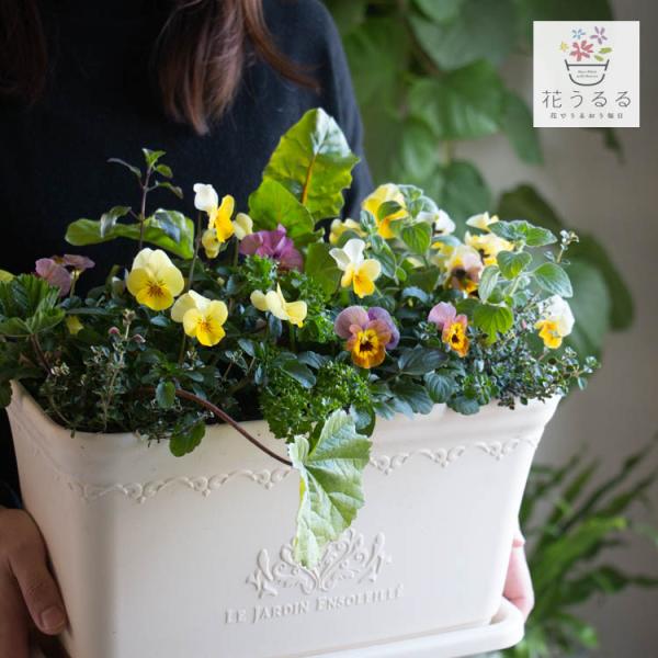 ◆商品について 信頼できる苗農家さんと打ち合わせを重ね農薬を一切使わないビオラ苗を作ってもらい、食用可能なハーブや野菜と寄せ植えした「食べれる寄せ植え」です。 ◆指定種苗（食用植物）品種・産地・株数：ビオラ(ヴィオラ)なごみももかシリーズ（...