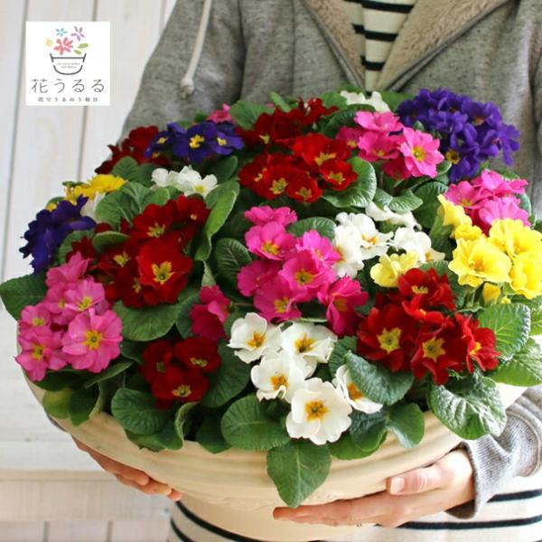 hanaururu_yose-grande-purimura