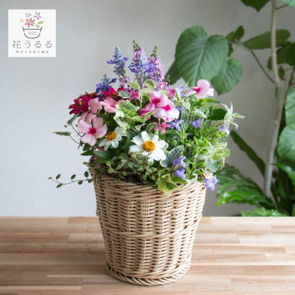 ＼花うるる おまかせ／「季節の寄せ植えinジェミニバスケット シリンダ」完成品 春 夏 誕生日 ギフト プレゼント 女性 50代 60代 母 義母 祖母 花 苗 寄せ植え