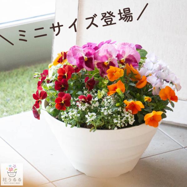 ＼ミニサイズ 新登場／パンジー＆ビオラの寄せ植え[カシスオレンジ(ミニプランターver]玄関先 フラワーギフト 誕生日 プレゼント 女性 母 花