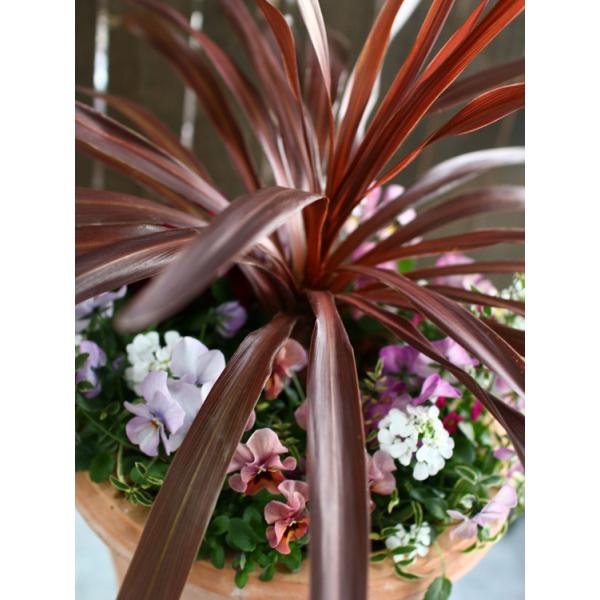 送料無料 コルジリネ 季節の花 リゾート寄せ植え 高さ80cm前後 大型 オープニング 大放出セール ドラセナ 寄せ植え 装飾 開店祝い シンボルツリー 店舗 観葉植物 鉢植え 法人ギフト