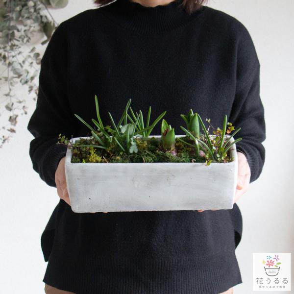 ※本商品は「北海道 東北 沖縄へは送料別途500円」加算されます。ご了承ください。 ◆商品について 芽出しの球根をいろいろと植えた手のひらサイズの寄せ植えです。週に１〜２回の水やりだけで、春に次々と開花を始めます。今の時期だけの球根植物の競...