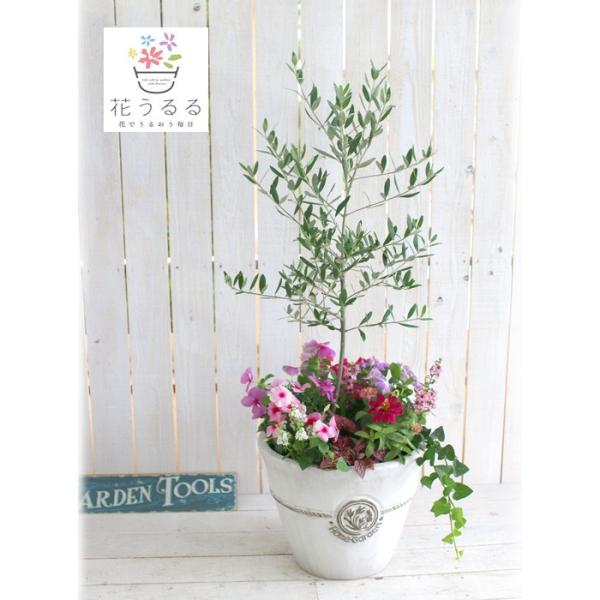 選べる鉢7種類 送料無料 オリーブの木 季節の花を寄せ植え 高さ100cm前後 ご自宅用 店舗 メインツリー シンボルツリー 寄せ植え 玄関先 おしゃれ Buyee Buyee 日本の通販商品 オークションの代理入札 代理購入