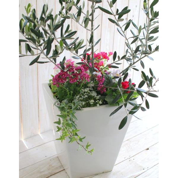 選べる鉢４種類 送料無料 オリーブの木 季節の花を寄せ植え ホワイト ブラック 高さ110 1cm前後 ご自宅用 メインツリー シンボルツリー 寄せ植え Dejapan 手数料０円で日本の商品を購買代行 落札代行