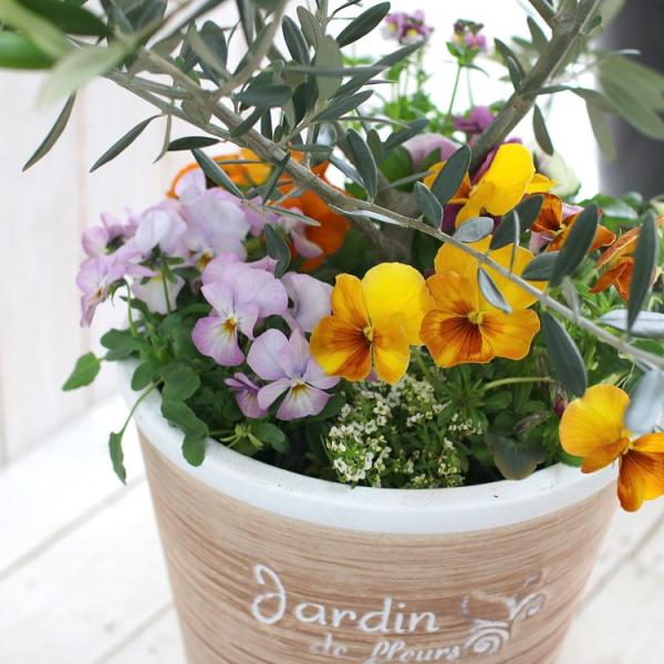 選べる鉢2種類 送料無料 オリーブの木 季節の花を寄せ植え テラコッタver 高さ110 1cm前後 メインツリー 寄せ植え 玄関先 おしゃれ フラワー Buyee 日本代购平台 产品购物网站大全 Buyee一站式代购 Bot Online