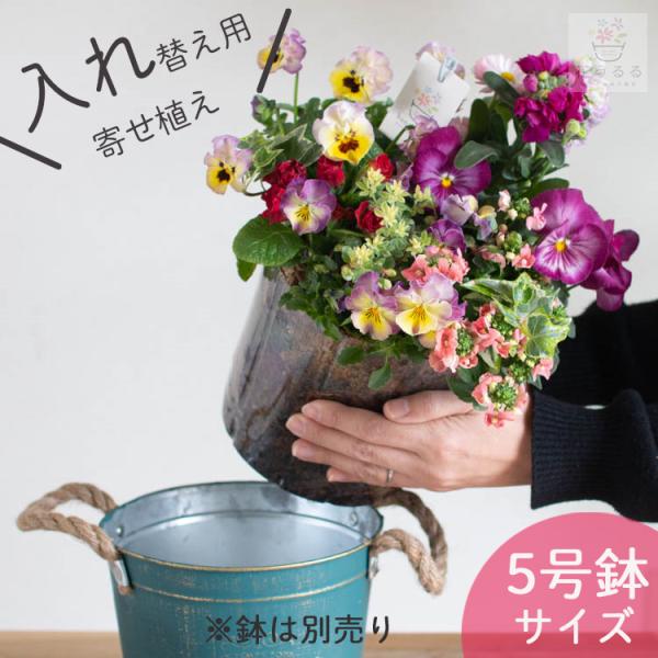 植え替えの手間なし！寄せ植え 交換 簡単 リニューアル  お持ちの鉢にセットするだけ『入れ替え用』中身だけ 花うるる 寄せ植え 5号鉢 交換用カップ植え 完成品 手軽 簡単 入れ替え インナー ライナー 玄関 フラワーギフト 女性 母 花 ...