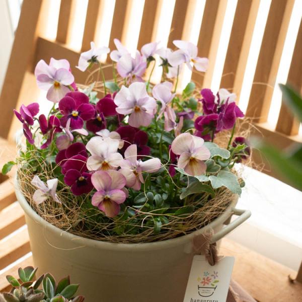 【商品について】 当店のロングセラーの人気作品に「おしゃれなミニプランター版」の寄せ植えタイプが新登場。冬にお届けした場合は花は少なめですが、春にかけて少しずつ大きく育ち、春には写真のように満開になります。（写真のスタンドやハンギングバスケ...