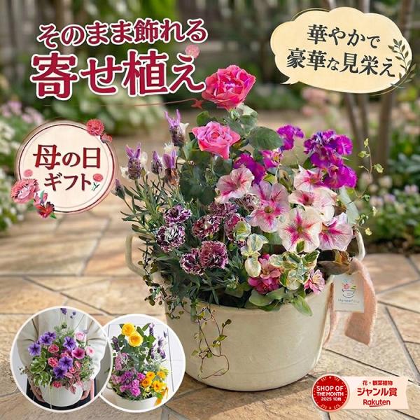 ＼母の日 花うるる／『早割中』花うるる 寄せ植え『母の日アレンジ in コージーバスケット』完成品 母 2026 ギフト プレゼント 誕生日 女性 50代 60代 義母