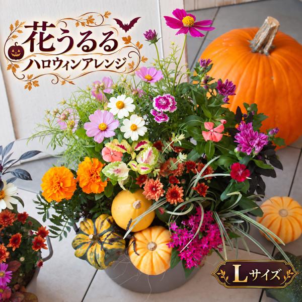 ＼期間限定／ 花うるる 寄せ植え『ハロウィンアレンジ（コージーバスケット ）Lサイズ』鉢花 花 ギフト ガーデニング 玄関 フラワーギフト 10月 誕生日