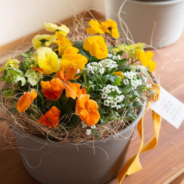 【商品について】 当店のロングセラーの人気作品に「おしゃれなミニプランター版」の寄せ植えタイプが新登場。冬にお届けした場合は花は少なめですが、春にかけて少しずつ大きく育ち、春には写真のように満開になります。（写真のスタンドやハンギングバスケ...